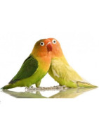 Купити зі знижкою зоотовари для птахів